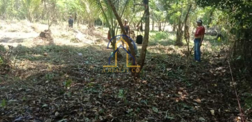 Agricultural Lot for Sale in Brgy. Reserva, Baler, Aurora