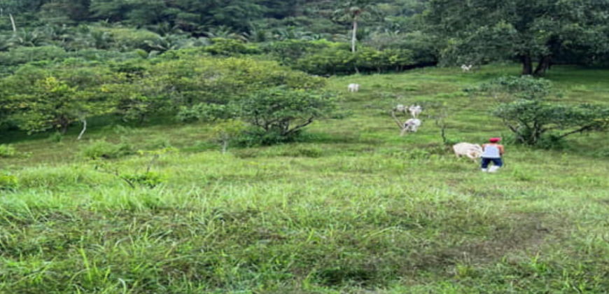 Farm Lot for Sale along Marcos Marilaque Highway Pinagsabiran, Sampaloc, Tanay, Rizal