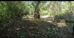 Agricultural Lot for Sale in Brgy. Reserva, Baler, Aurora