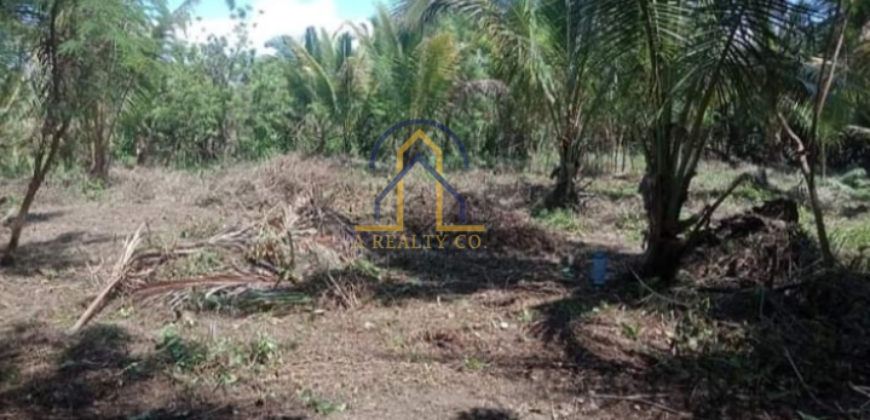 Agricultural Lot for Sale in Brgy. Reserva, Baler, Aurora