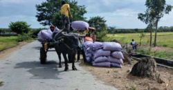 Hectare Agricultural Lot for Sale in Zaragoza, Nueva Ecija