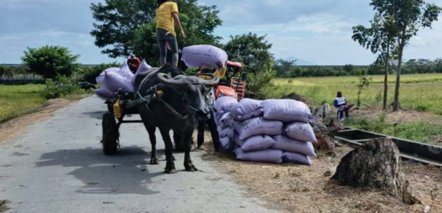 Hectare Agricultural Lot for Sale in Zaragoza, Nueva Ecija