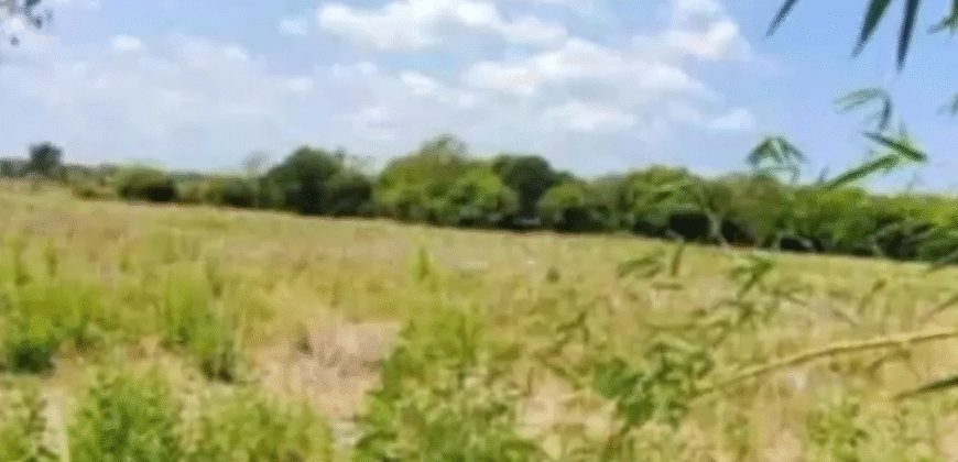 Unirrigated Farm Lot for Sale in Lucap, Alaminos City, Pangasinan