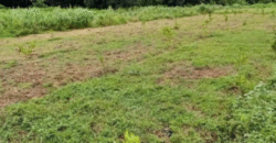 1.5 Hectare Agricultural Farm Lot for Sale in San Felipe, Zambales