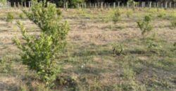 1.5 Hectare Agricultural Farm Lot for Sale in San Felipe, Zambales