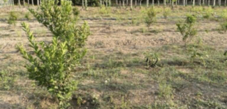 1.5 Hectare Agricultural Farm Lot for Sale in San Felipe, Zambales