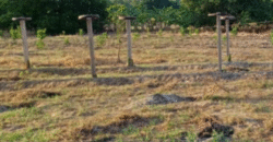 1.5 Hectare Agricultural Farm Lot for Sale in San Felipe, Zambales