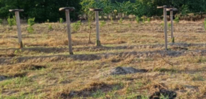 1.5 Hectare Agricultural Farm Lot for Sale in San Felipe, Zambales