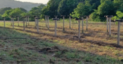 1.5 Hectare Agricultural Farm Lot for Sale in San Felipe, Zambales