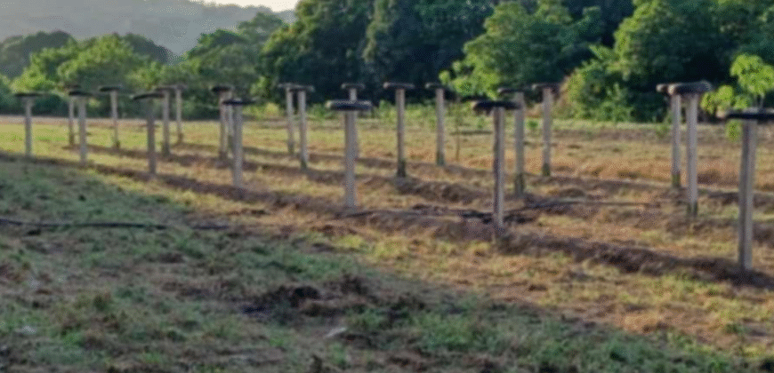 1.5 Hectare Agricultural Farm Lot for Sale in San Felipe, Zambales