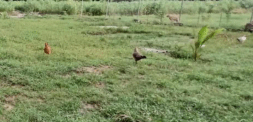 1.5 Hectare Agricultural Farm Lot for Sale in San Felipe, Zambales