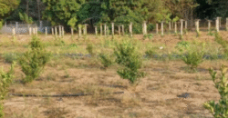 1.5 Hectare Agricultural Farm Lot for Sale in San Felipe, Zambales