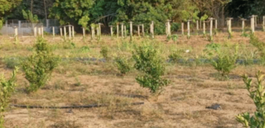 1.5 Hectare Agricultural Farm Lot for Sale in San Felipe, Zambales
