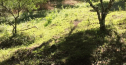 Farm Lot for Sale in Siniloan, Laguna