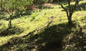 Farm Lot for Sale in Siniloan, Laguna